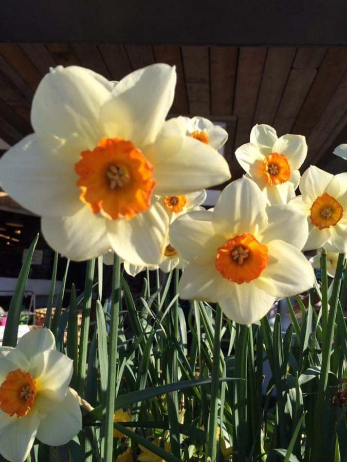 밸리셰넌 Holland House B&B 외부 사진